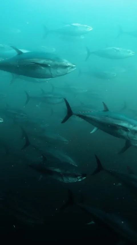Tuna schools migrate in the ocean Stock Footage 320331760