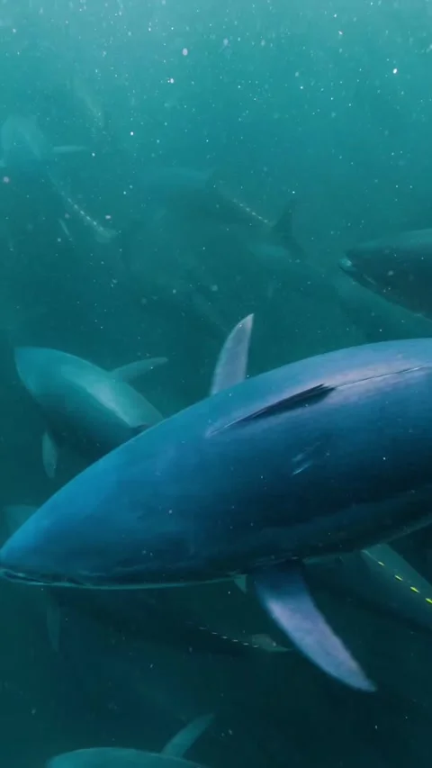 Tuna schools migrate in the ocean Stock Footage 320331783
