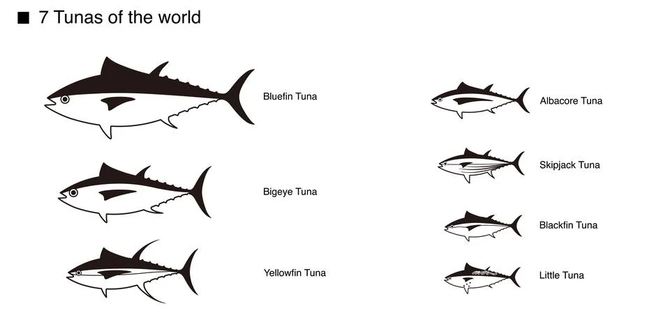 Tuna Set, Vector illustration on white background Stock-Illustration