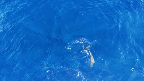Tuna steals bait from Dolphin  Stock Footage 330549471