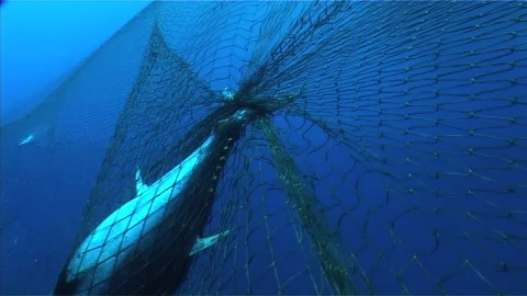 Tuna With Tail Entangles Dead, Caught in Net Stock Footage 283518997