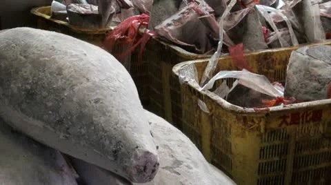 Tuna trash bin, bloody, Tsukiji fish market, Tokyo, Japan Stock Footage