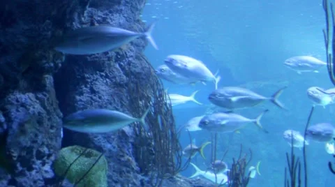 Tuna1 1 Stock Footage 7756471