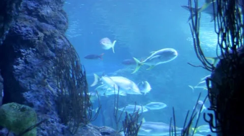 Tuna2 1 Stock Footage 7756491