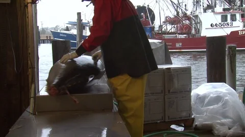 TUNAFISH GRADER CUTTING TUNA AT DOCK Stock Footage 76584737