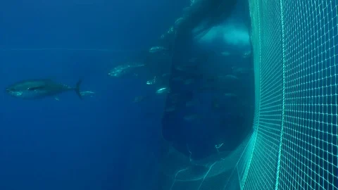 Tunas enter in the cage Stockbeeldmateriaal 80155615