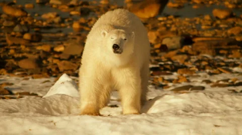 Tundra 101106 21 Stock Footage 950152