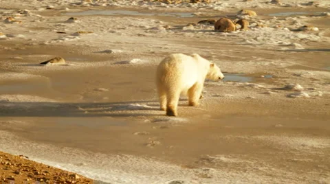 Tundra 101106 24 Stock Footage 950599