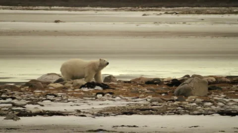 Tundra 101106 34 Stock Footage 949956