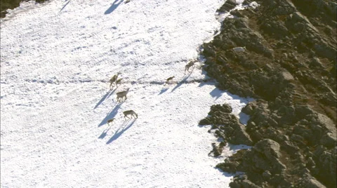 Tundra Caribou Stock Footage 44689481