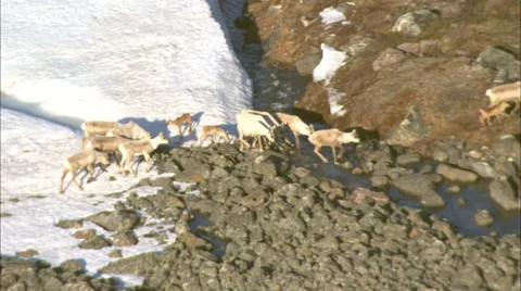 Tundra Caribou Stock Footage 44689640