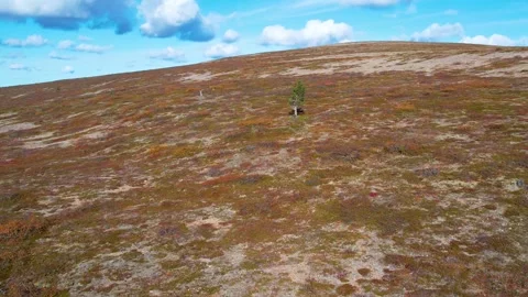 Tundra Empty Landscape Without Trees in Autumn Drone 4K Vídeo Stock 252195988