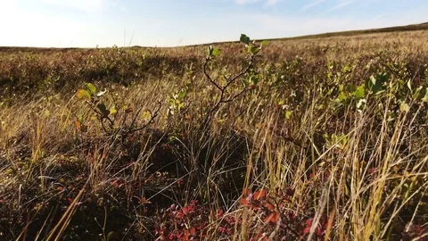Tundra grassland Stock Footage 79613824