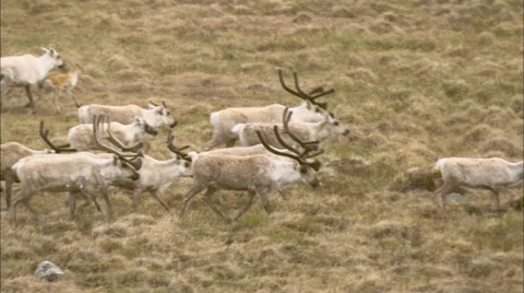 Tundra Group Caribou Stock Footage 44692333