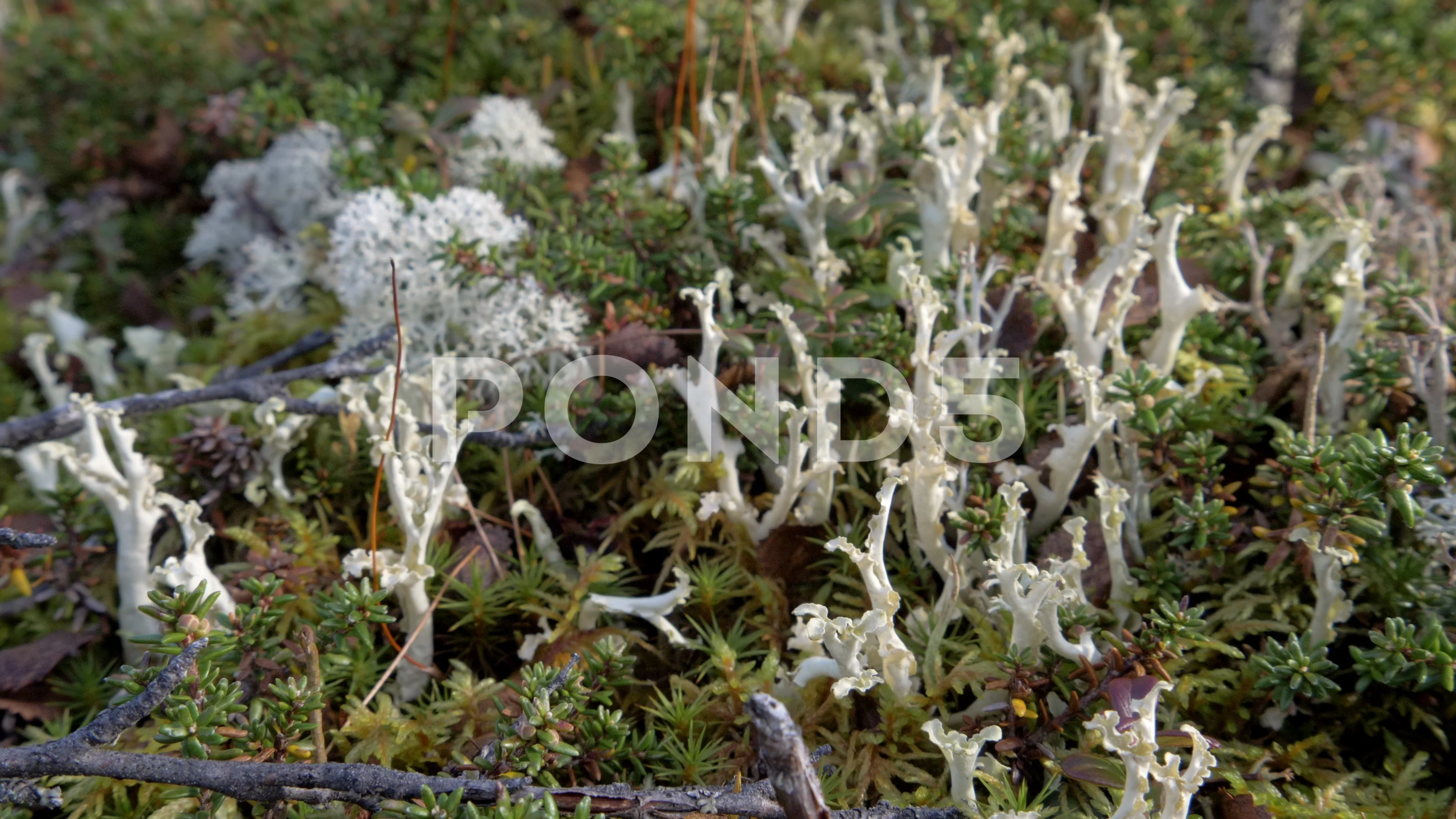 arctic tundra lichen
