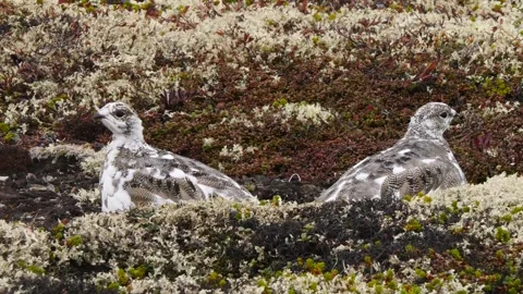 Tundra ptarmigans hide in the reindeer moss. Stock Footage 292871434