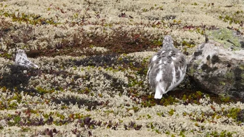 Tundra ptarmigans hide in the reindeer moss. Stock-Footage 293807807