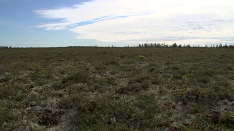 Tundra in summer 動画素材 170056823