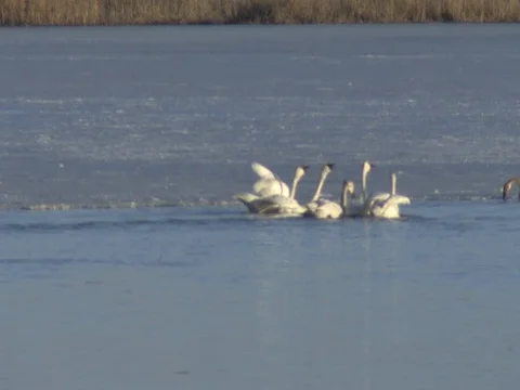 Tundra Swan Confrontation and Aggression With Wing Flapping and audio Stock Footage 124702368