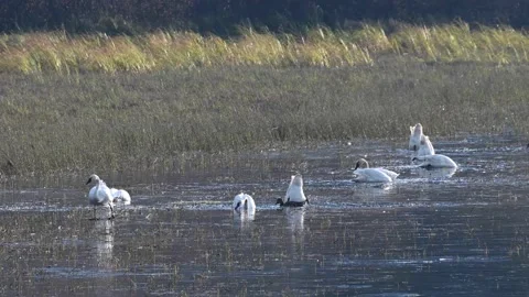 Tundra Swan Stock Footage 150750703