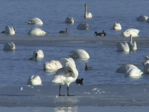 Tundra Swan Preening While Others are Feeding, w swan calls Stock Footage 124678597