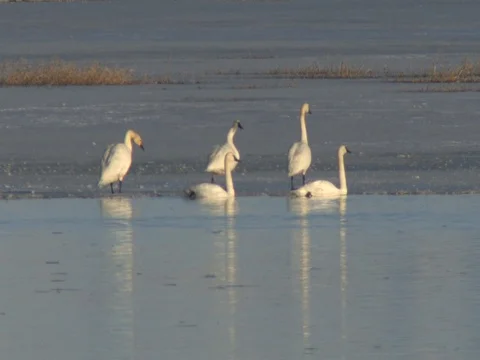 Tundra Swans Are Preparing to Take Off, with swan calls Stock Footage 124680001