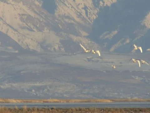 Tundra Swans flying to the left with Wasatch Mountains in the Background, Stock Footage 124701394