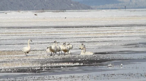 Tundra Swans Video stock 34206467