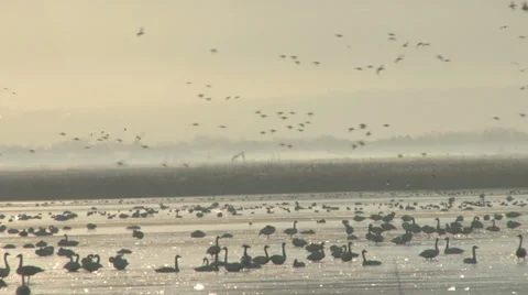Tundra Swans Stock Footage 36584318