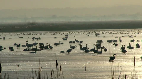 Tundra Swans Stock Footage 36584445