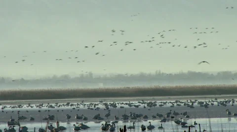 Tundra Swans Stock Footage 36584707