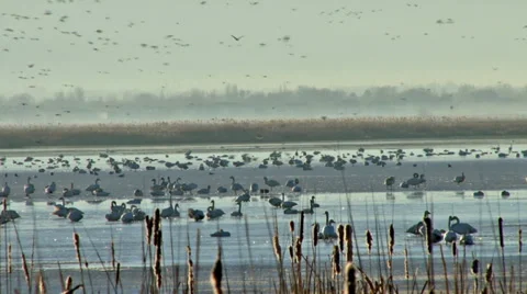 Tundra Swans Stock Footage 36584710