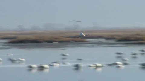 Tundra Swans Stock Footage 36584864