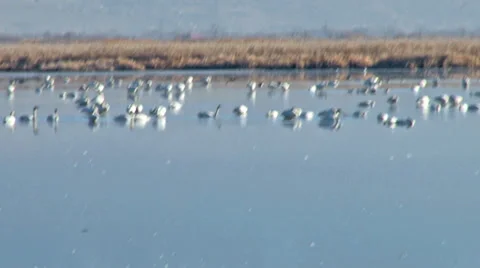 Tundra Swans Stock Footage 36585065