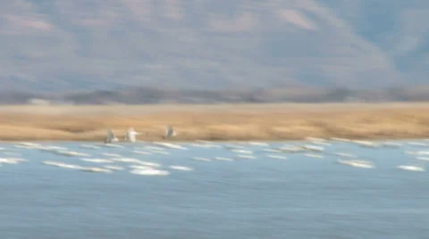 Tundra Swans Stock Footage 36591754