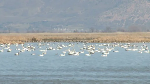 Tundra Swans Stock Footage 36591891