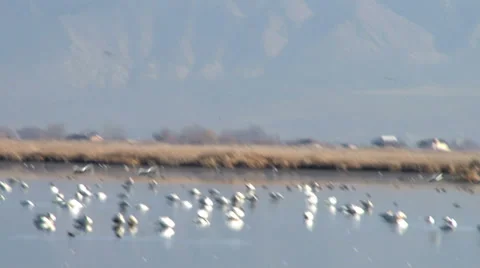 Tundra Swans Stock Footage 36647887