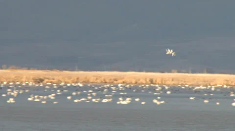 Tundra Swans Stock Footage 36647964