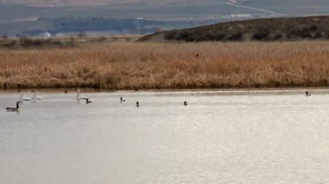 Tundra Swans Stock Footage 37136273
