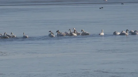 Tundra Swans Stock Footage 104459452