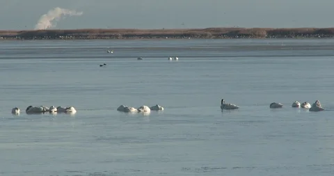 Tundra Swans Stock Footage 104459704