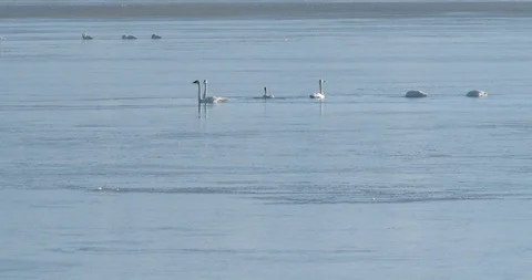 Tundra Swans Stock Footage 104459747