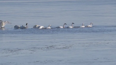Tundra Swans Stock Footage 104460876
