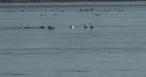 Tundra Swans Stock Footage 104461384