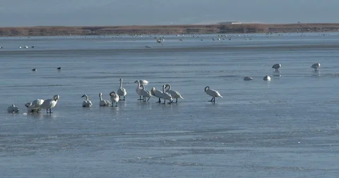 Tundra Swans Stock Footage 104462751