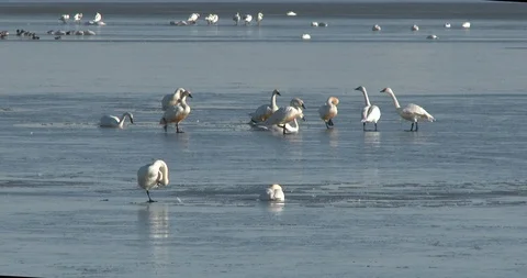 Tundra Swans Stock Footage 104464181