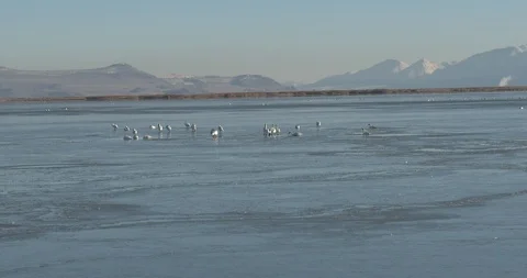 Tundra Swans Stock Footage 104464241