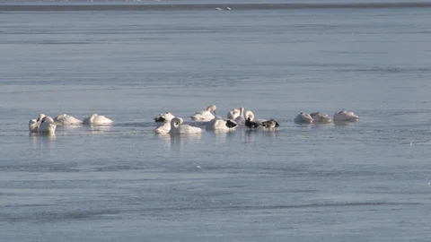Tundra Swans Stock Footage 104465077