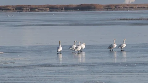 Tundra Swans Stock Footage 104465144