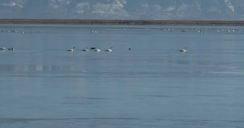 Tundra Swans Stock Footage 104465197